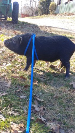 pig on leash - Google Search