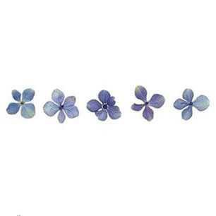 blue flowers II