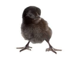 pet chicken png - Google Search