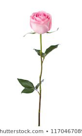 pink rose - Google Search