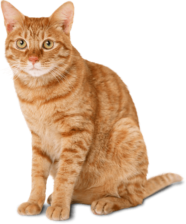 Cat-Clipart-PNG-Image.png (439×527)