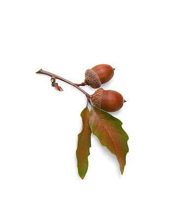 leaf and acorn