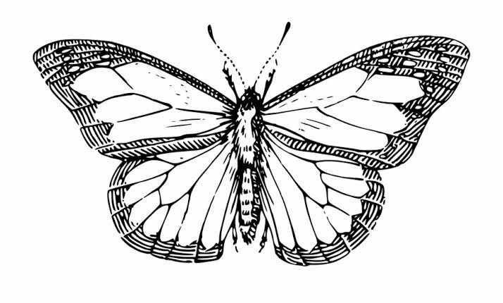 butterfly png draw - Pesquisa Google