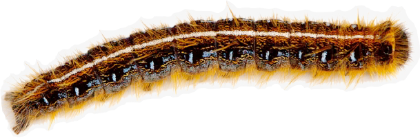 brown caterpillar