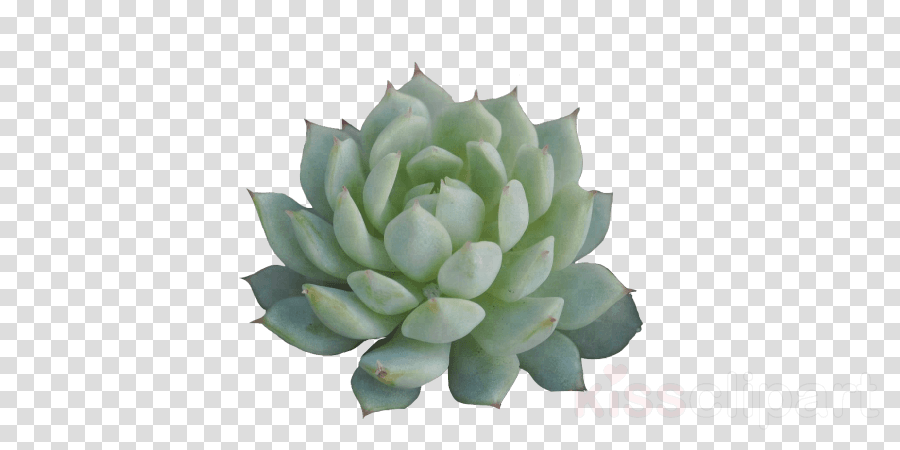 Cactus, Plant, Flower, transparent png image & clipart free download