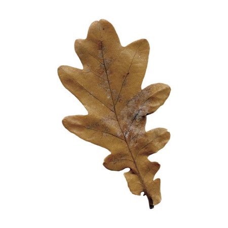 brown autumn leaf