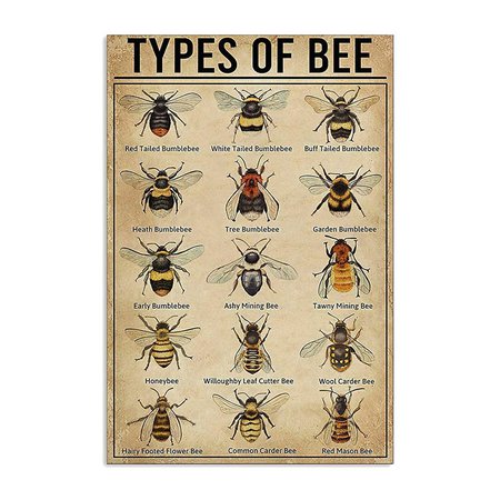Types Of Bee Poster Bee Knowledge Bee Poster Types Of Bee | Etsy