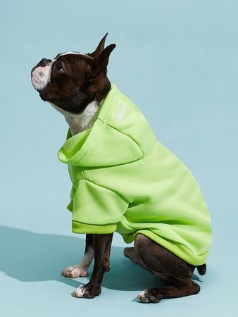 green dog sweater