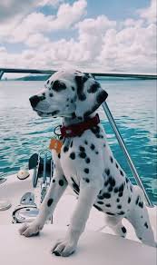 aesthetic dalmation - Google Search