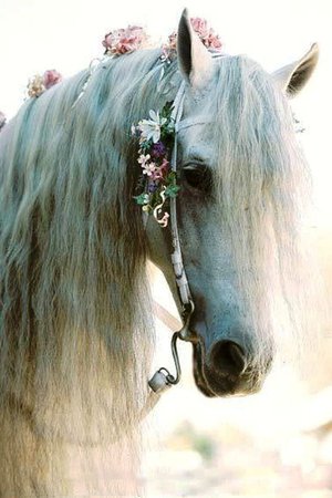 white horse with jewlery - Google Search