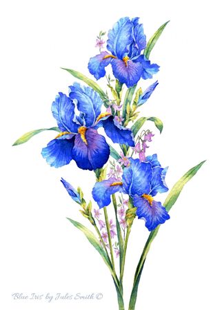 Blue Purple Iris
