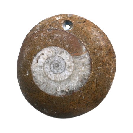 fossil shell