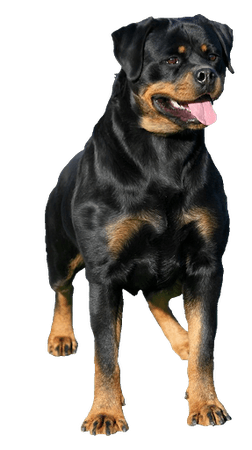 rottweiler png transparent background - Google Search