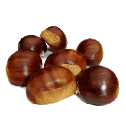 chestnut nut 1