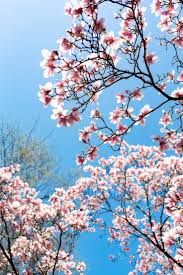 spring vibes background images - Google Search