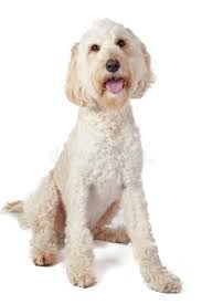 white fluffy dog transparent background - Google Search