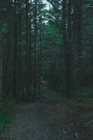depressing forest - Google Search