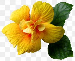 Hawaiian Hibiscus Yellow Hibiscus Clip Art, PNG, 504x597px, Hawaiian Hibiscus, Alyogyne Huegelii, Art, Artwork, Branch Download Free
