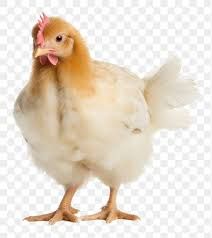 baby chicken png - Google Search