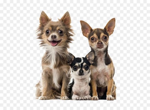 Chihuahua Dog Pet