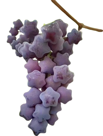 Star grapes