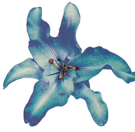 cias pngs // blue flower