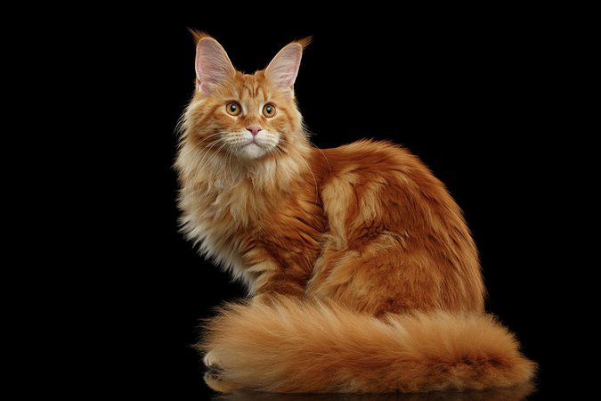 ginger-maine-coon-cat