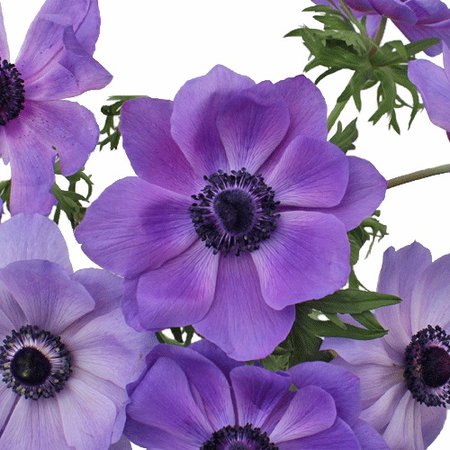 Purple Blue Fresh Cut Anemones | FiftyFlowers.com