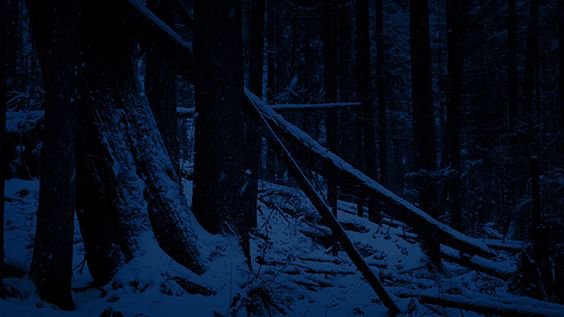 dark snowy forest logs