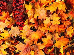 fall leaves background - Google Search