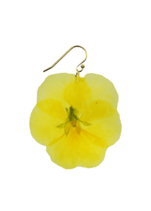 Large Marseille Pansy – Dauphinette