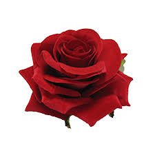 red hair clip rose - Google Search