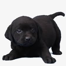 puppy png black labrador - Google Search