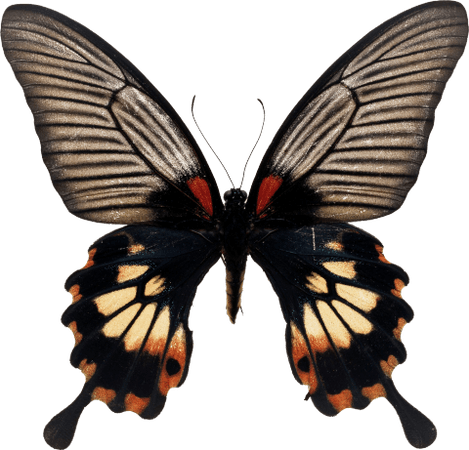 «Коричневая бабочка» — карточка пользователя kate-fed2017 в Яндекс.Коллекциях
