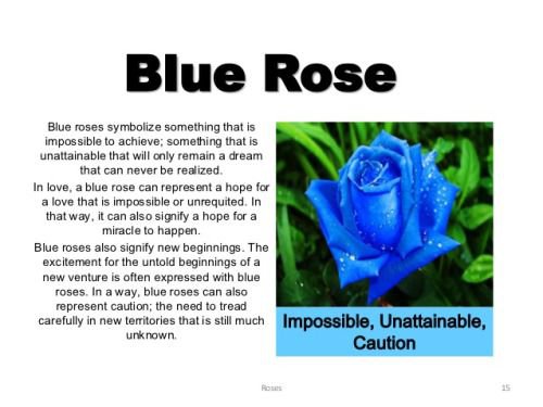 Blue Rose Meaning 1
