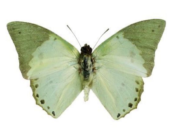 green moth 2