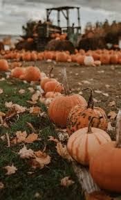 pumpkin patch aesthetic - Google Search