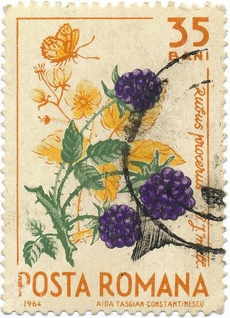 1964 Romanian Stamp - Blackberry | Alex Jacque | Flickr