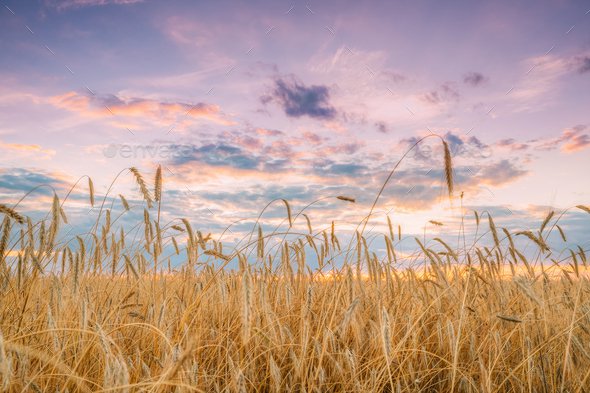 wheat field 5