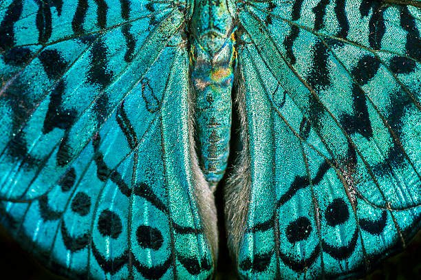 Turquoise Butterfly Wings