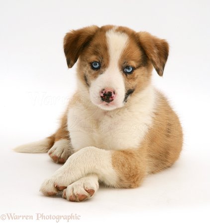 blue eyed collie puppy - Google Search