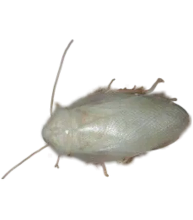 barata albino
