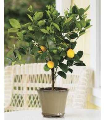 Meyer Lemon Tree | 1-2 Year Old | LemonCitrusTree