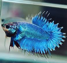 blue betta fish png - Google Search