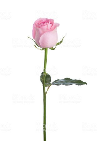 Light Pink Rose Isolated On White Background Stock Photo - Download Image Now - iStock