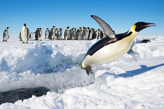 Emperor penguin jumping out of the water in Antarctica