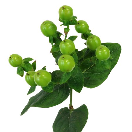 Green Designer Hypericum Berries | FiftyFlowers.com