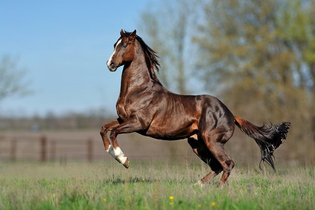 Thoroughbred Horse Information and Pictures - PetGuide