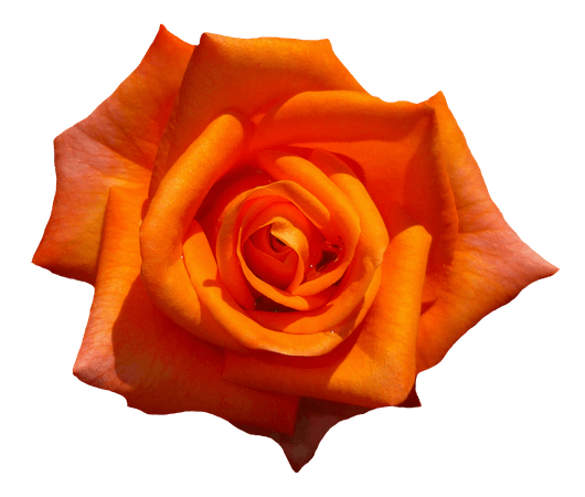 Orange Aesthetic Flower