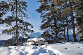 Результат поиска Google для https://get.wallhere.com/photo/trees-landscape-forest-sky-snow-winter-table-branch-blue-ice-frost-spruce-wilderness-fir-Freezing-conifer-Evergreen-tree-mountain-plant-pine-nikond7200-woody-plant-biome-pine-family-863164.jpg